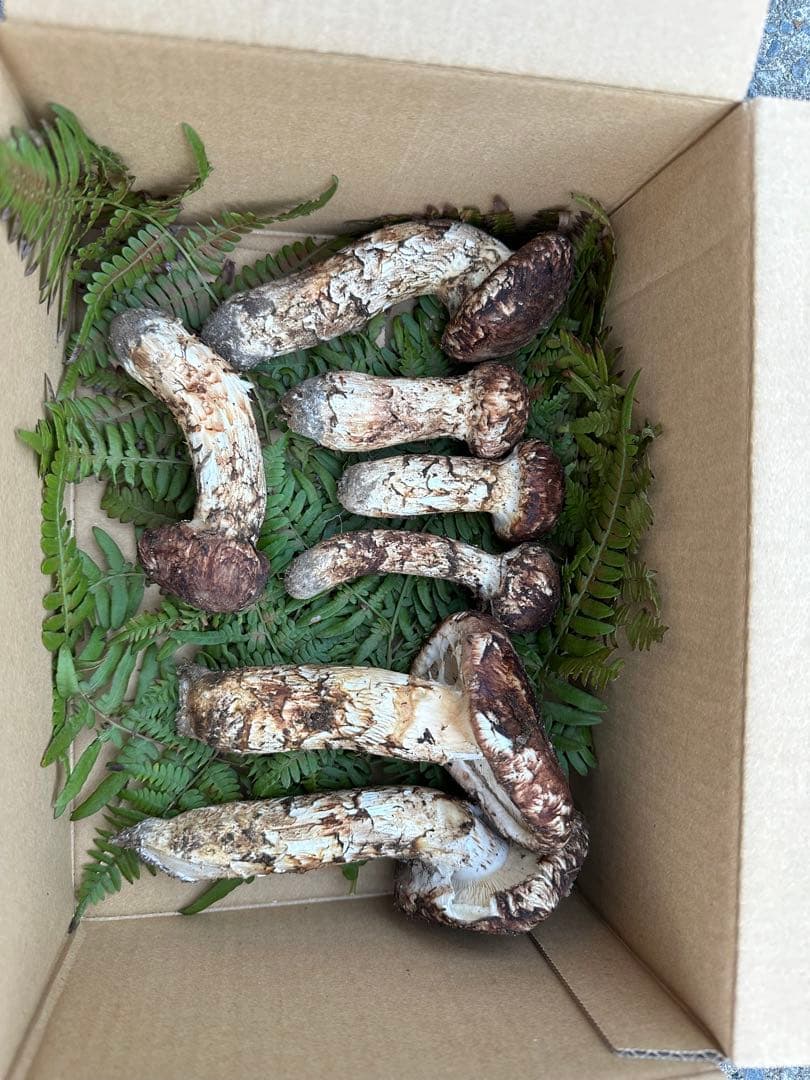 国産松茸　875g 【専用】ちーさん専用