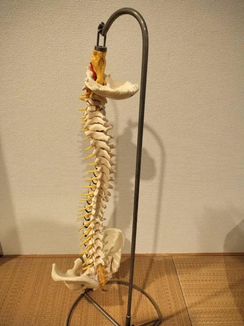 脊柱模型90cm 骨格標本 スタンド付き　人体模型　カイロ　整体　整骨院　鍼灸