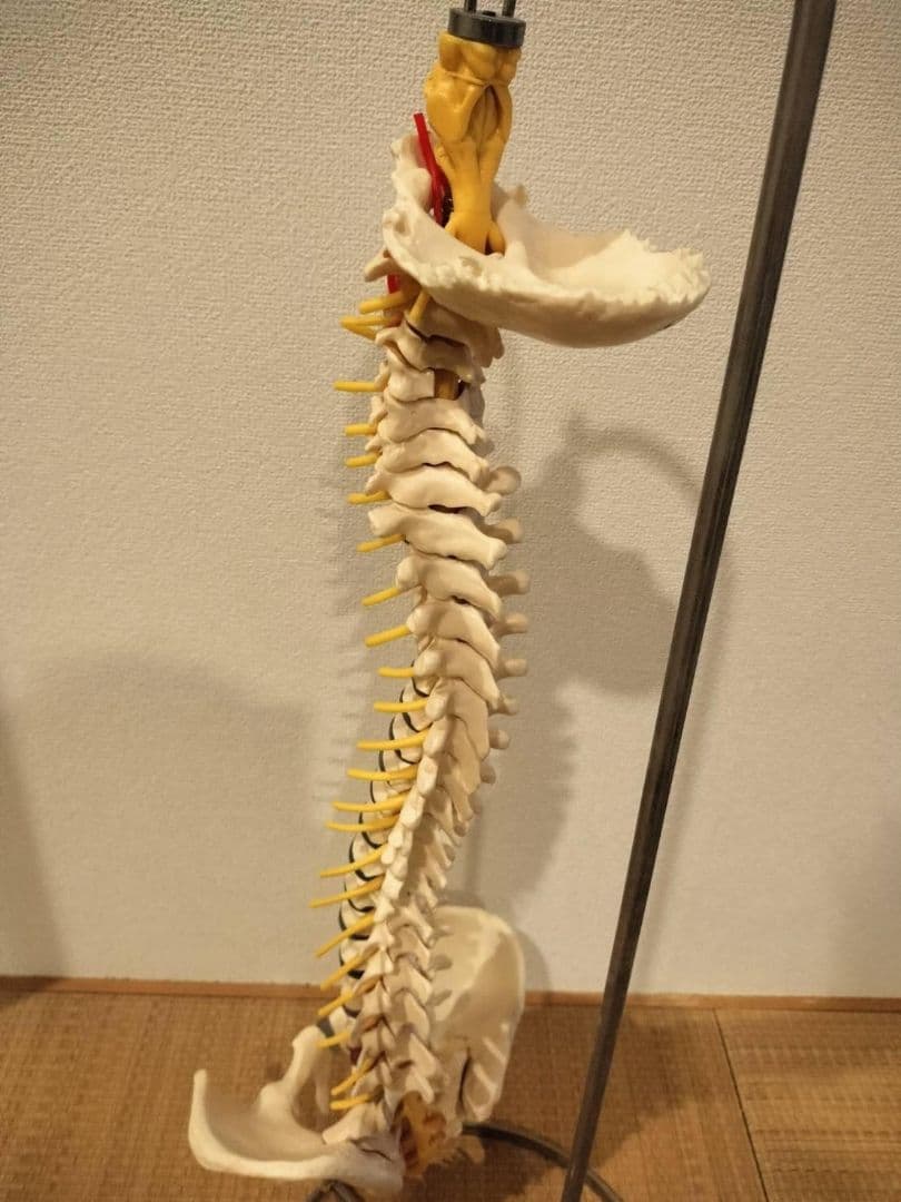 脊柱模型90cm 骨格標本 スタンド付き　人体模型　カイロ　整体　整骨院　鍼灸