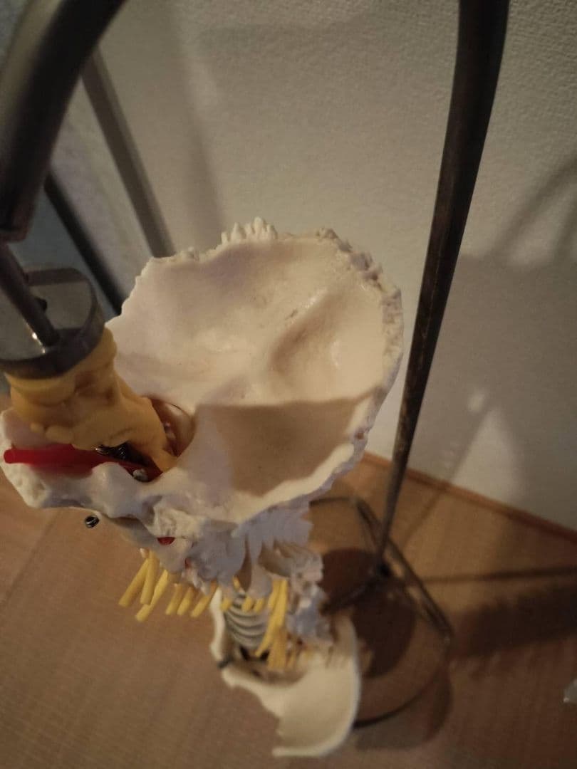 脊柱模型90cm 骨格標本 スタンド付き　人体模型　カイロ　整体　整骨院　鍼灸