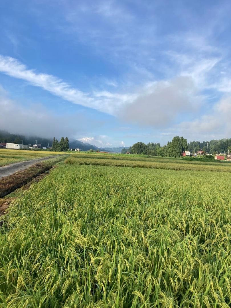 令和7年魚沼産コシヒカリ 精米10kg