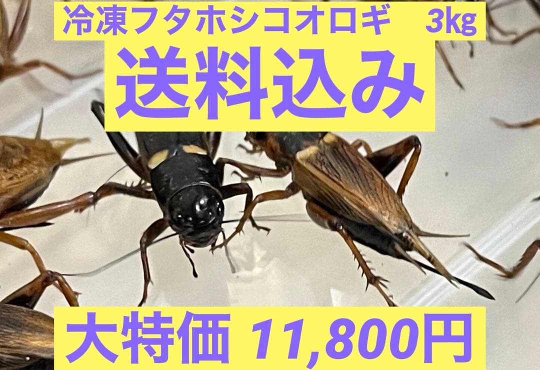 特価　訳アリ　冷凍コオロギ 約3キロ　袋入り