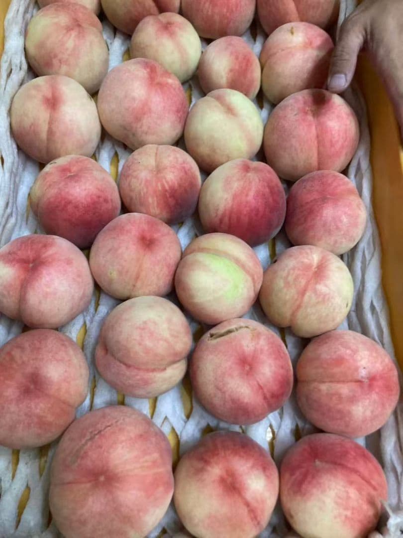 89早勝ち福島産朝採り完熟硬め桃箱込み10kg訳あり家庭用甘くて美味しい常温便