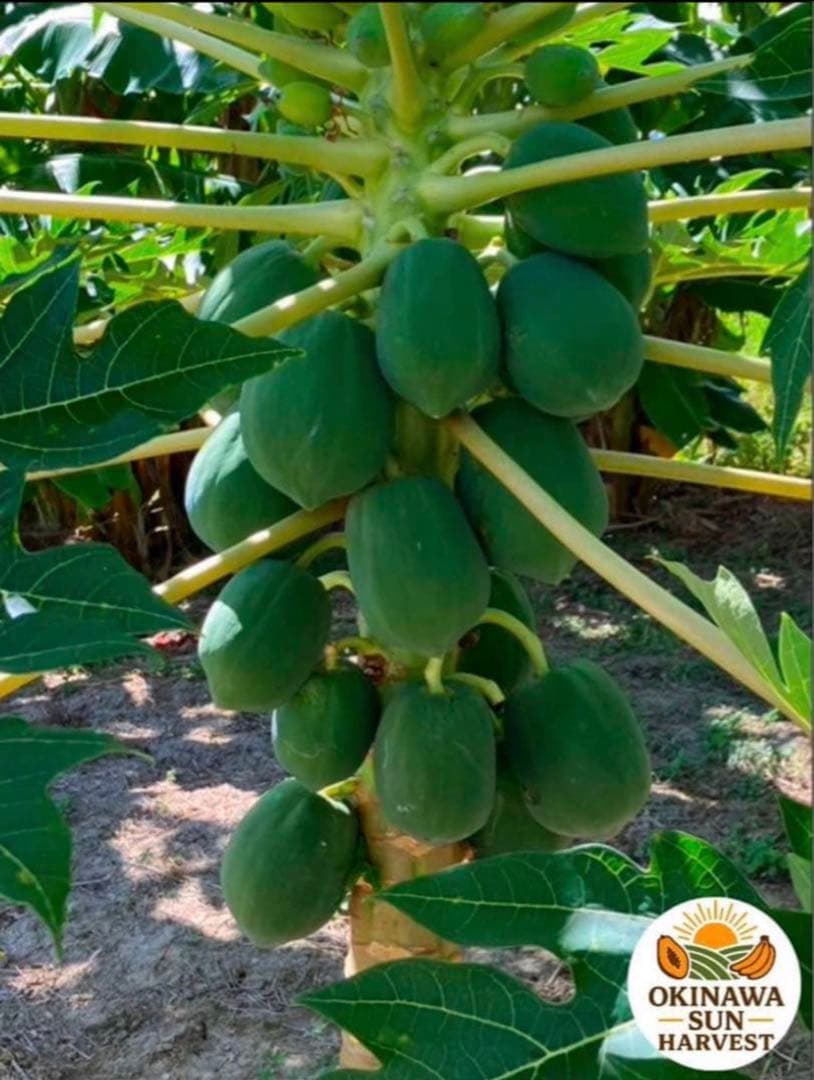 グリーンパパイヤ 10Kg