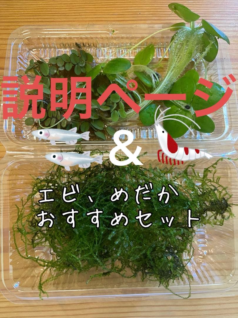 エビ・メダカおすすめ水草セット　説明ページ