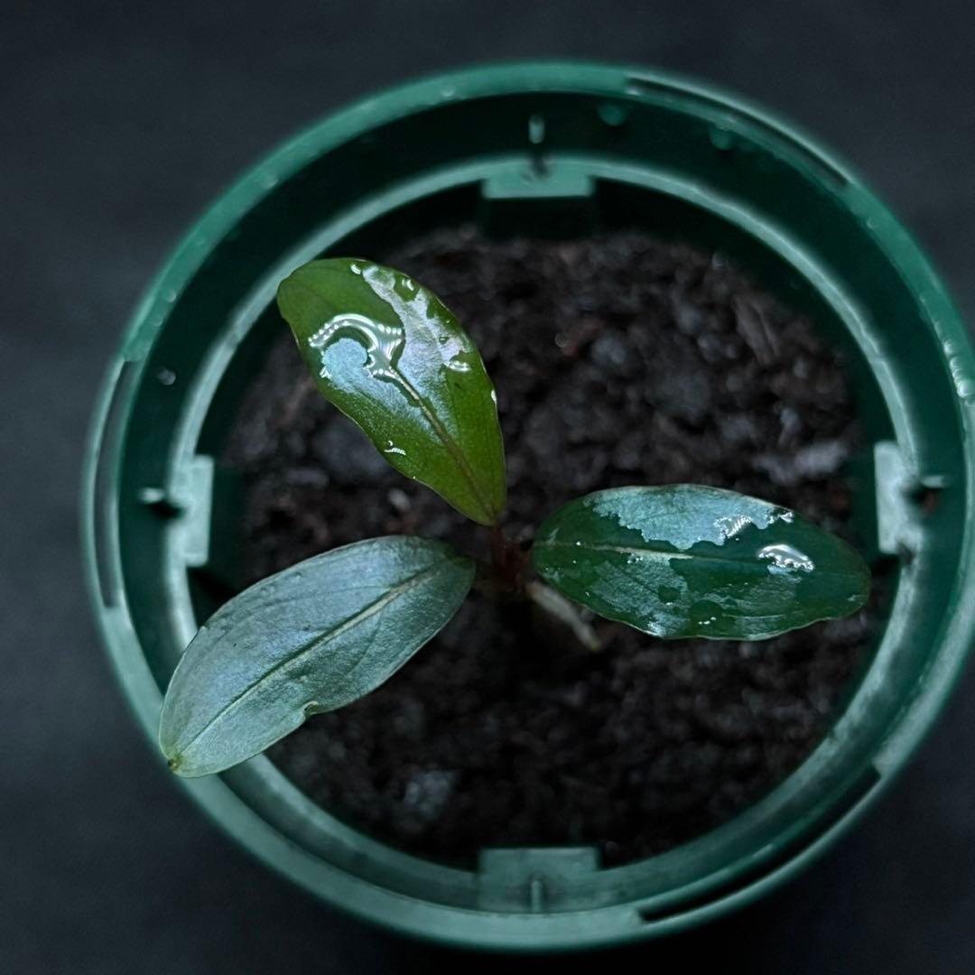 ブセファランドラsp.モトレイアーナ スーパー ブルー