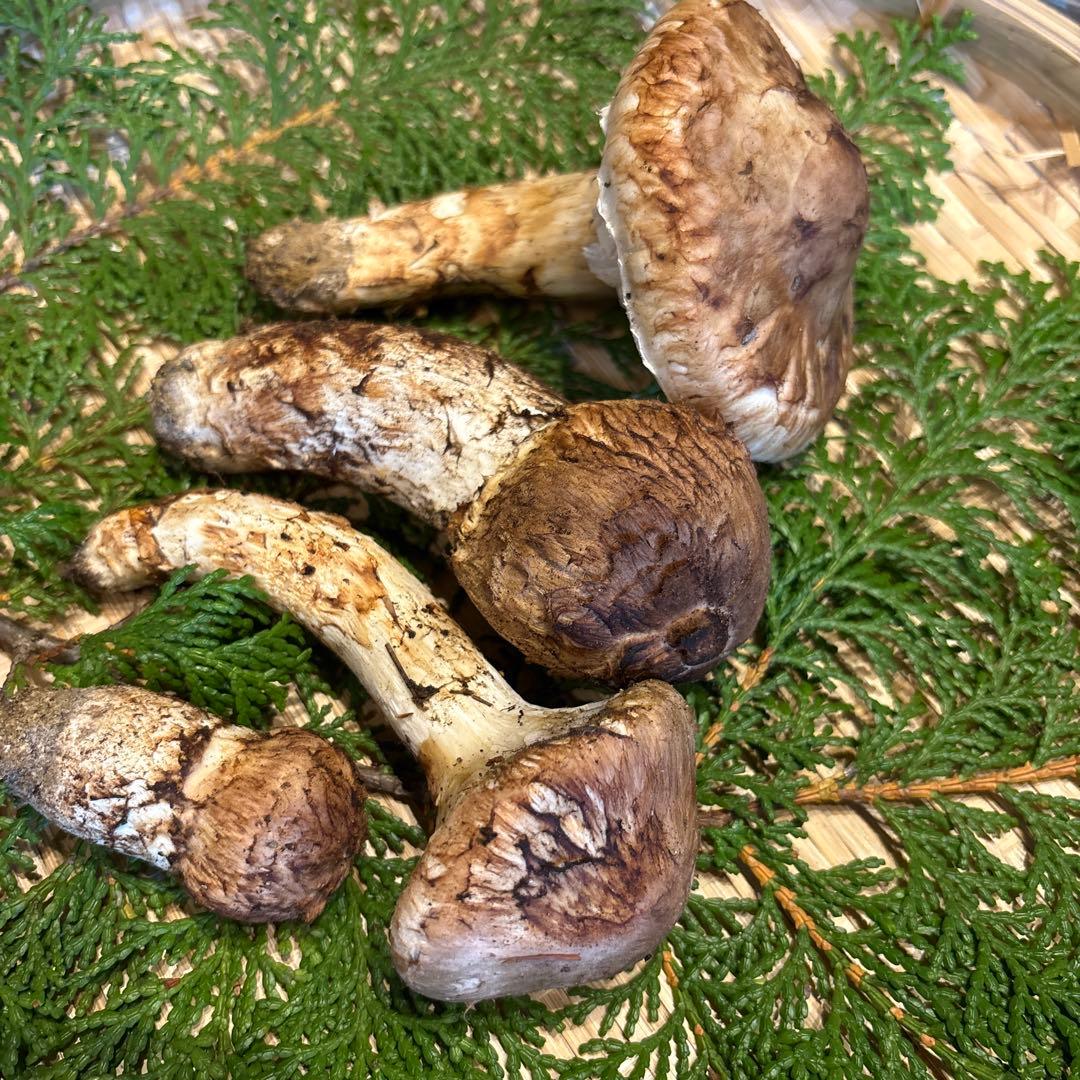 信州産‼️松茸 4本セット 180g 10/13 朝採れ