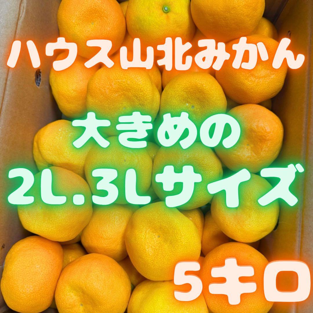 山北みかん　柑橘　5kg 02