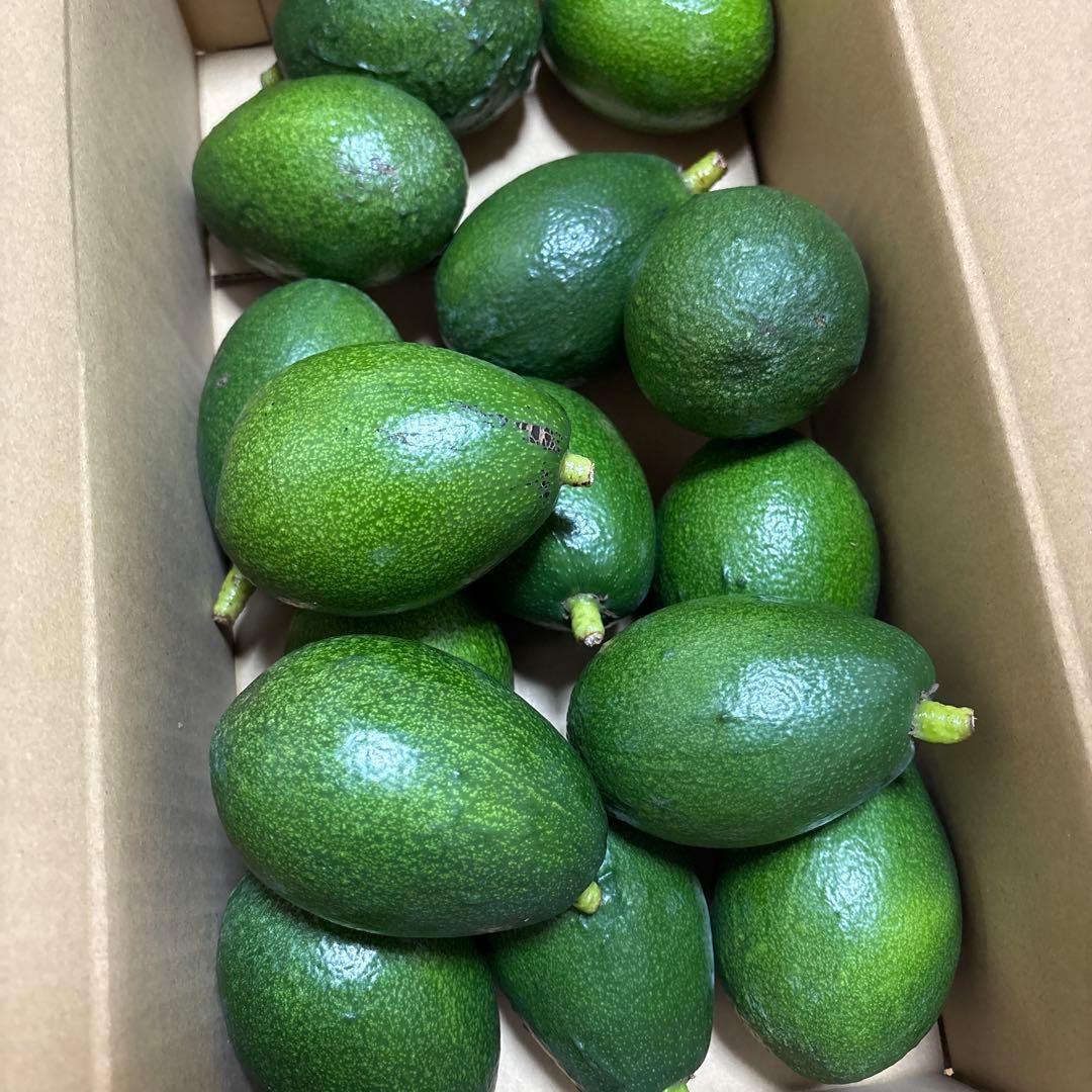 ＊中ぶり・傷物＊国産アボカド【ベーコン】(管理番号：6015）