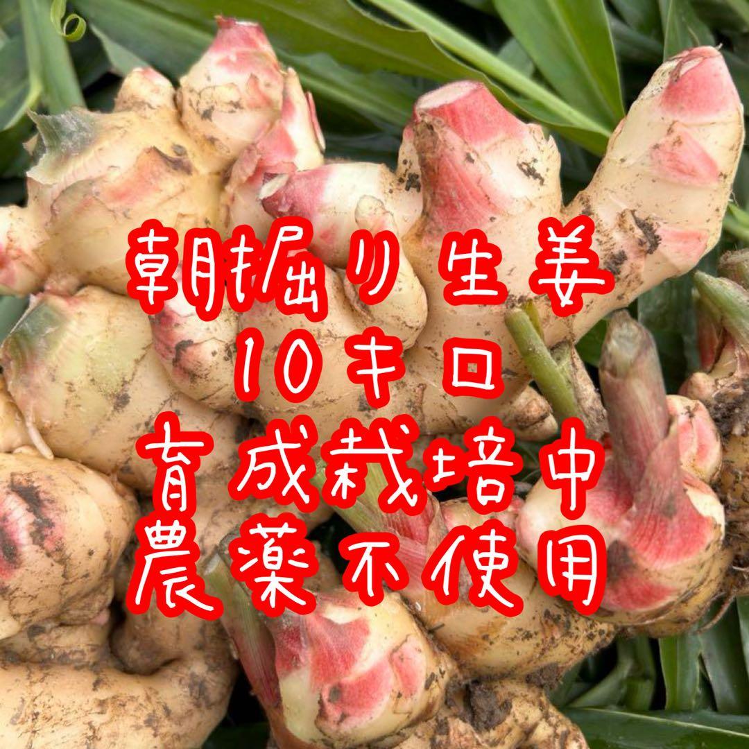 新鮮！朝掘り土つき生姜10kg 育成栽培中農薬不使用