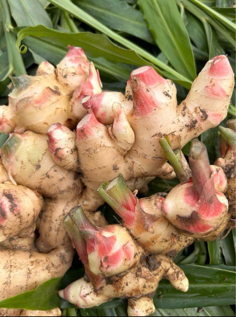 新鮮！朝掘り土つき生姜10kg 育成栽培中農薬不使用