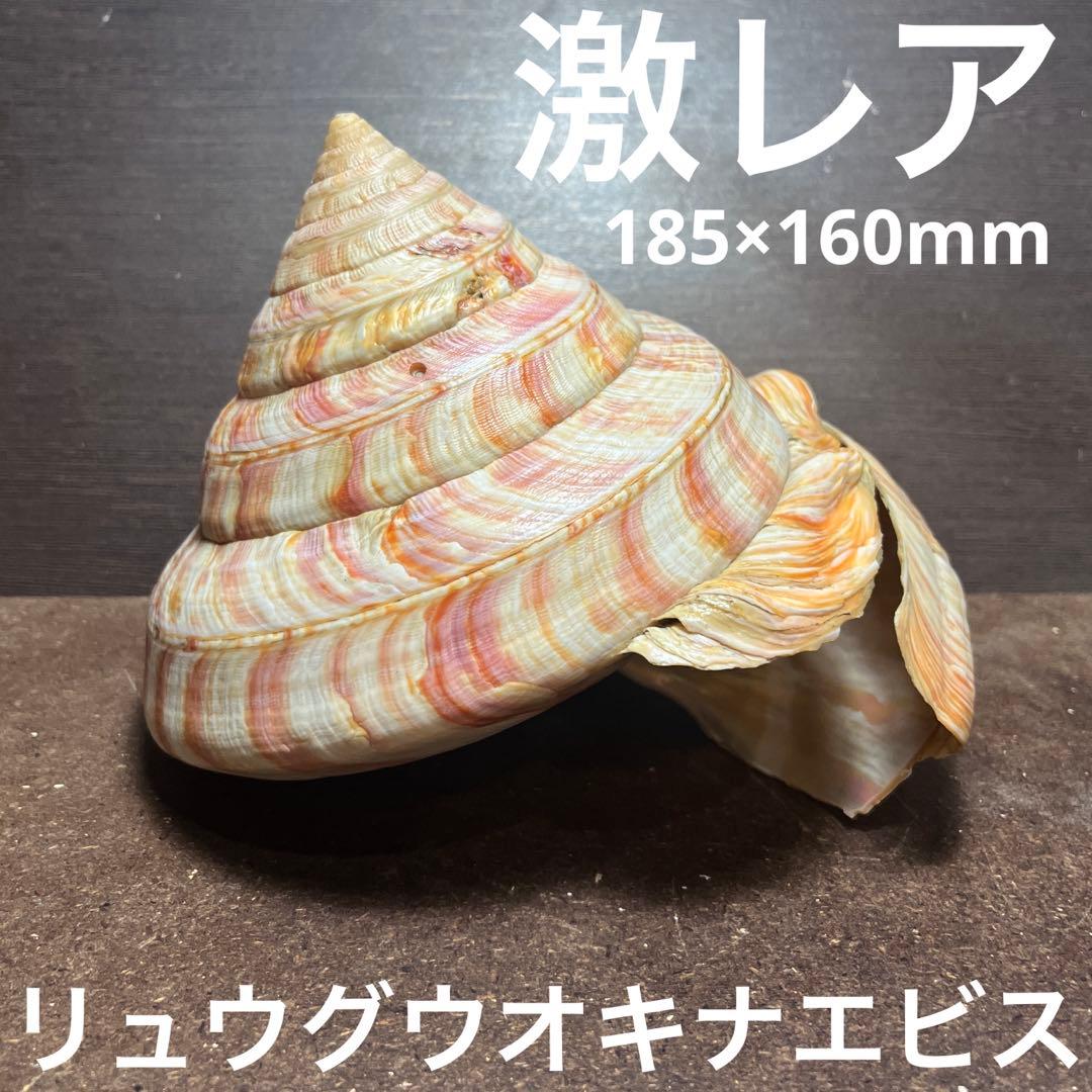 ケ*キ様 激レア　美品　東シナ海産　リュウグウオキナエビス