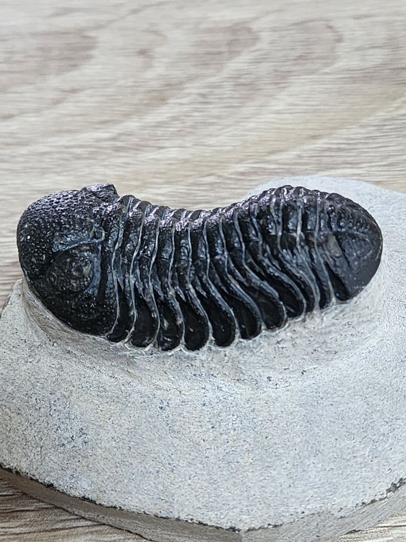 モロッコ産 三葉虫 化石 約50ミリ 母岩付き