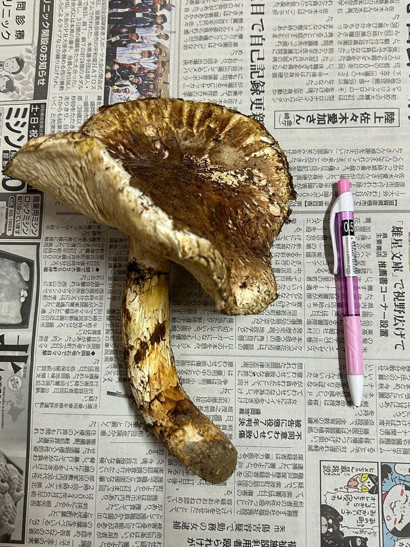岩手県産松茸　最終15時〆切【特大開き308g 】シーズンラスト