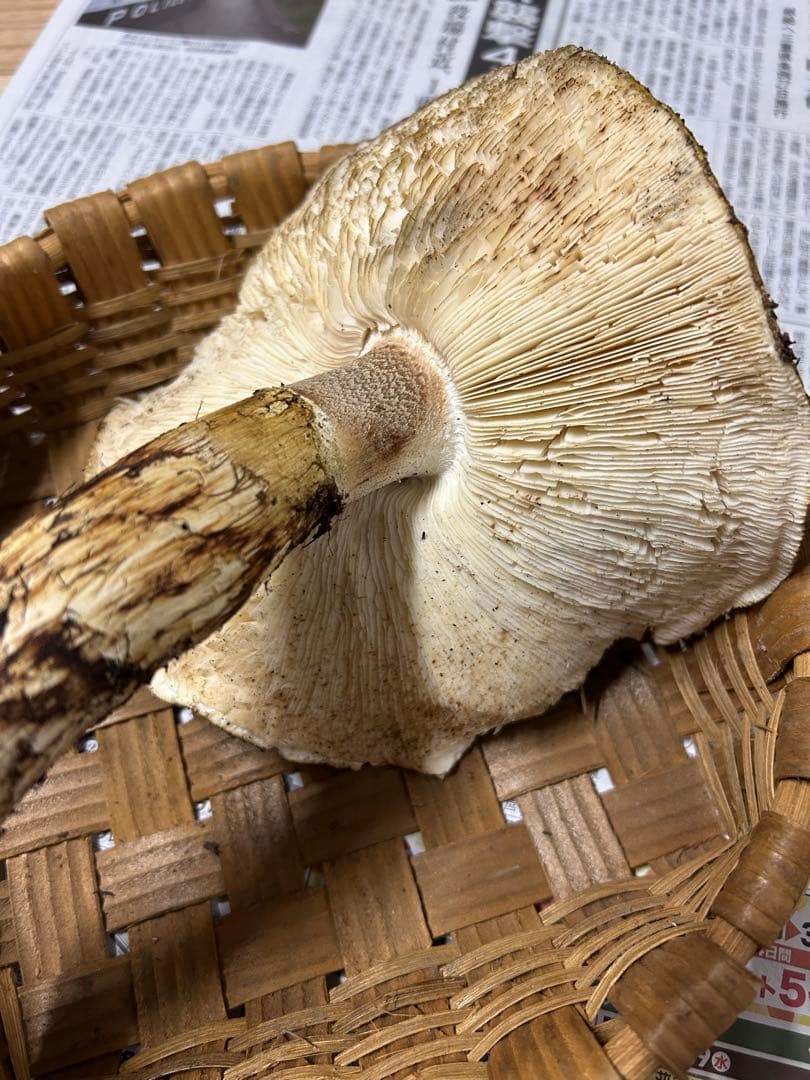 岩手県産松茸　最終15時〆切【特大開き308g 】シーズンラスト