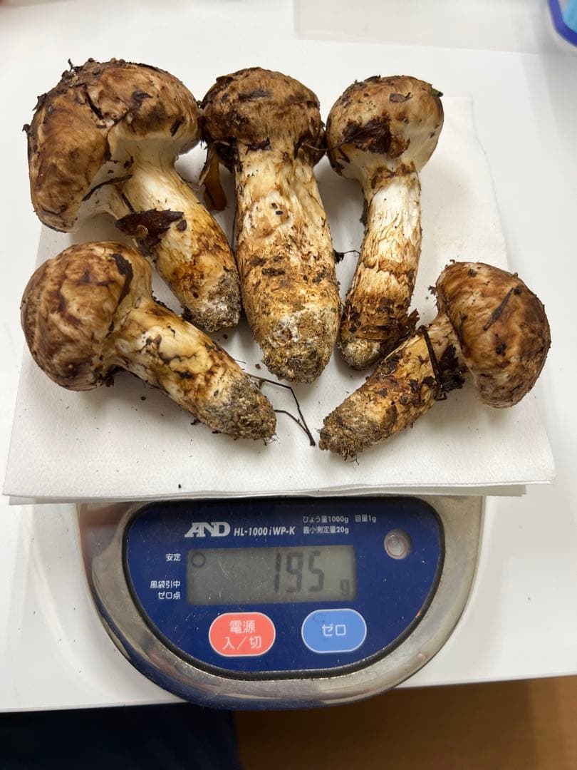 10/12朝採り松茸　山形県産　195g