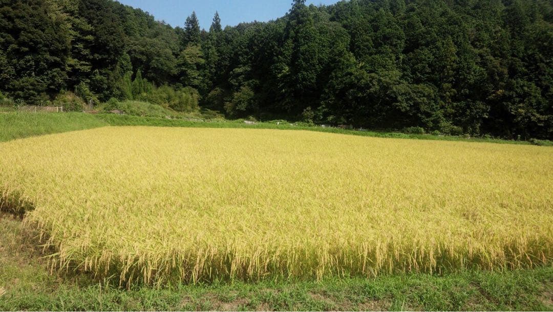 丹波産　コシヒカリ　特別栽培米　白米10キロ