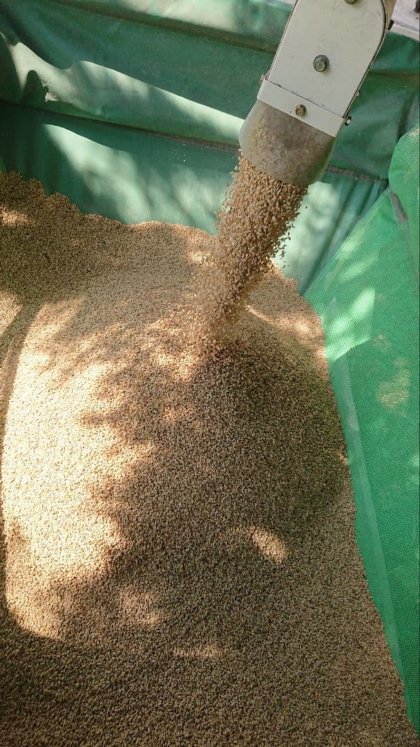 減農薬　コシヒカリ　10kg　令和7年産