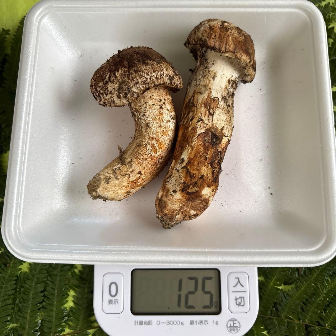 広島県産 松茸２本（125g）①