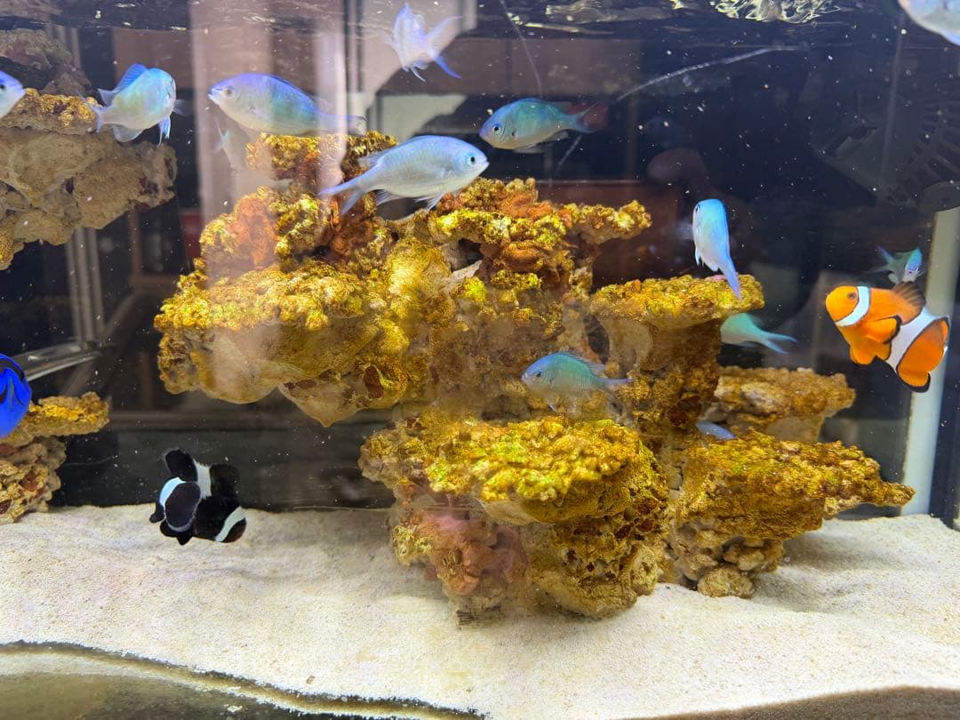 水槽&人工ライブロックセット‼️