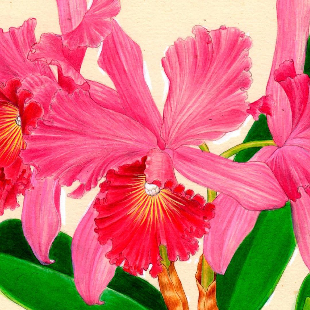 【絵画】ボタニカルアート　「カトレア」原画