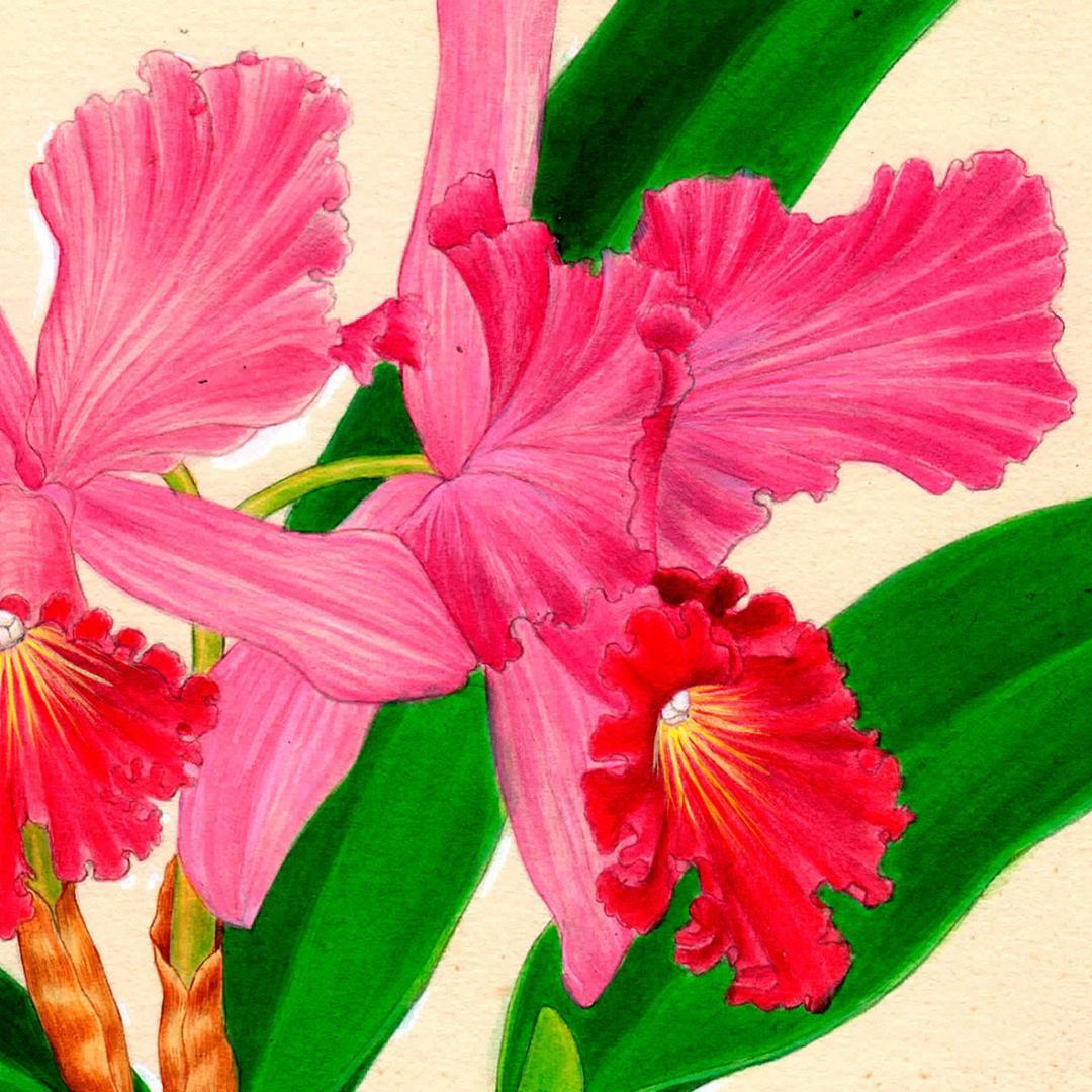 【絵画】ボタニカルアート　「カトレア」原画