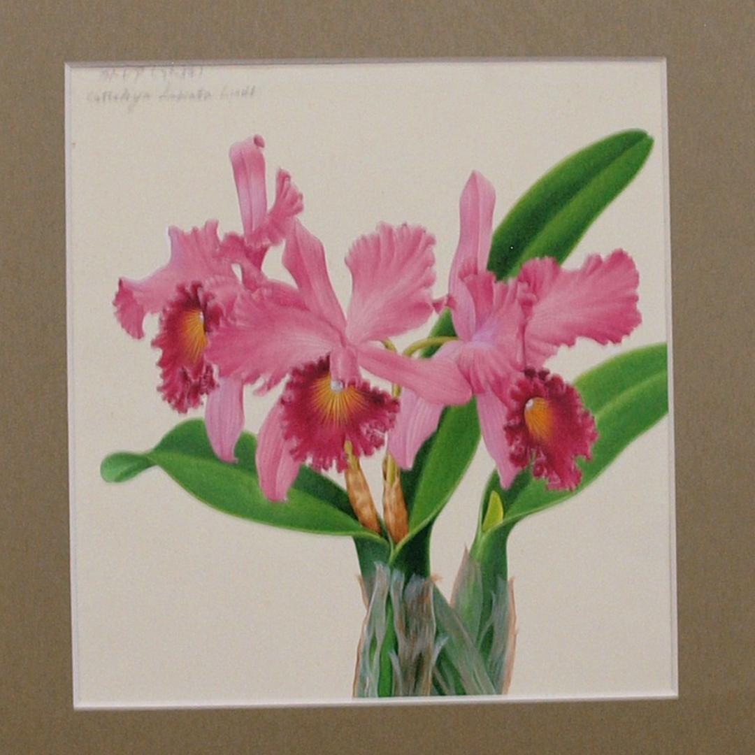 【絵画】ボタニカルアート　「カトレア」原画