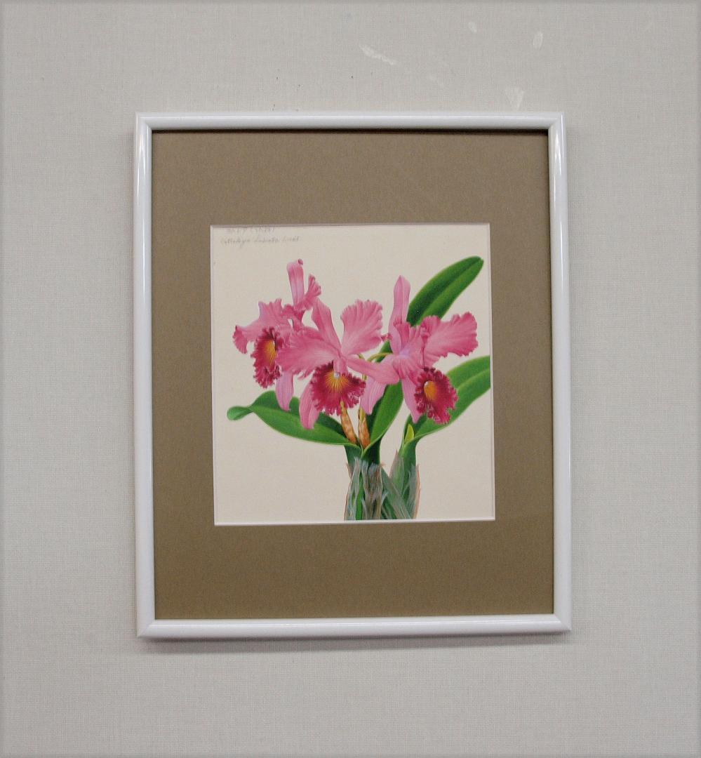 【絵画】ボタニカルアート　「カトレア」原画