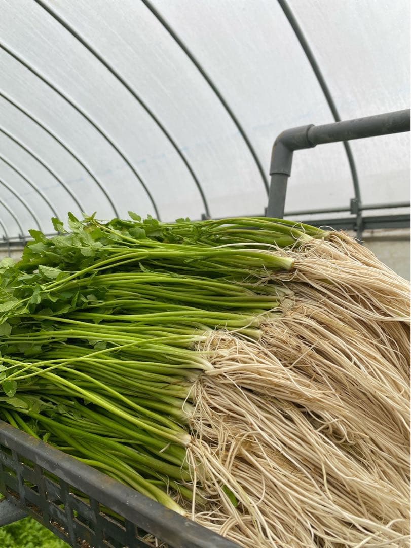 鮨人さん専用　三関セリ1.5キロ