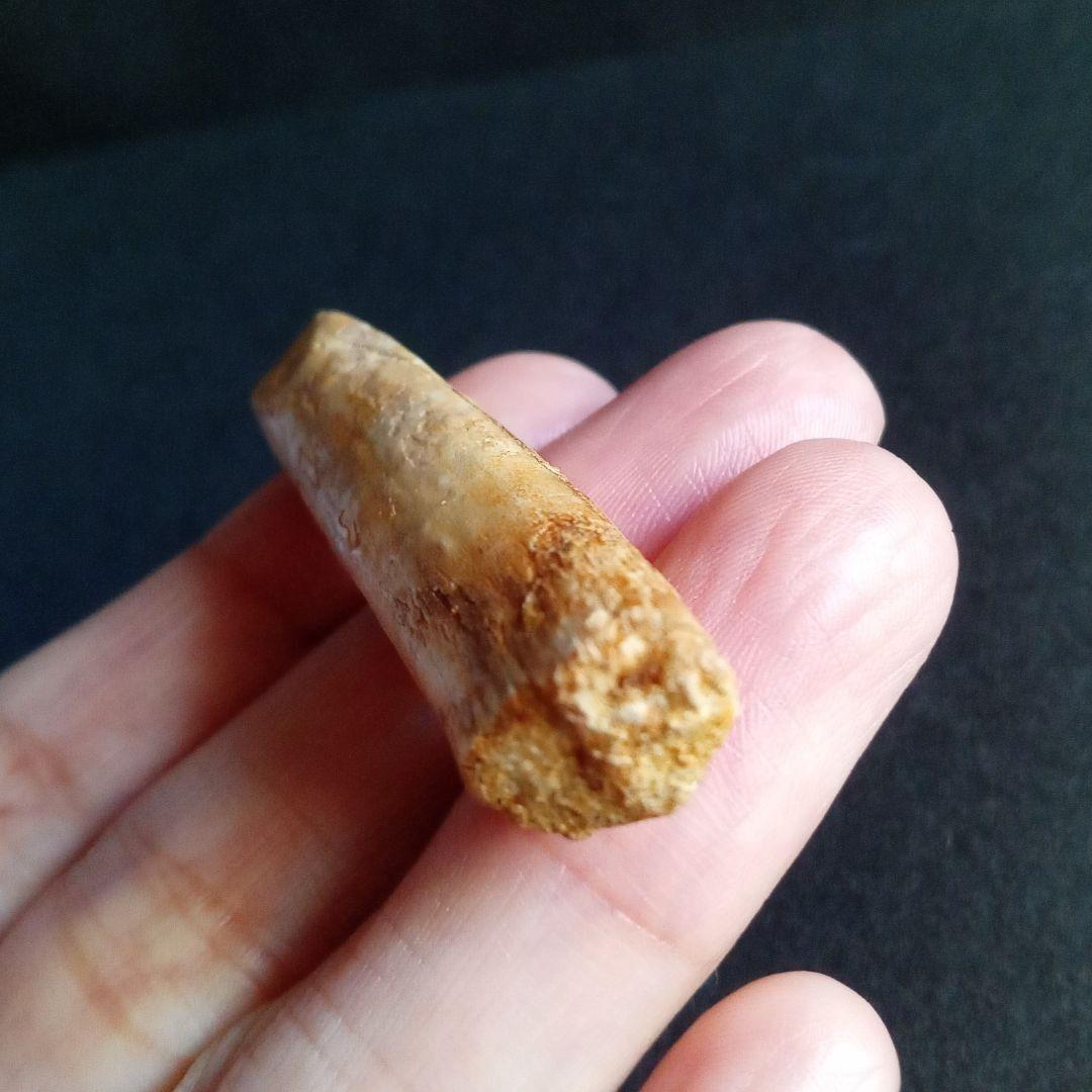 ジュラ紀 (前期〜中期)　大型草食恐竜　アフリカ大陸　竜脚類　特大歯化石