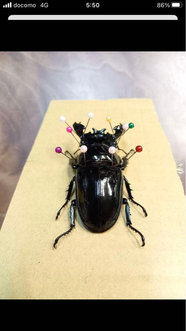 タランドゥスオオツヤクワガタ♂標本