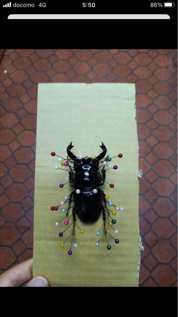 タランドゥスオオツヤクワガタ♂標本