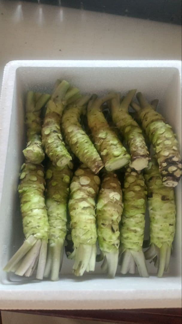 生小わさび　50㌘前後　20本ぐらい　1kg分