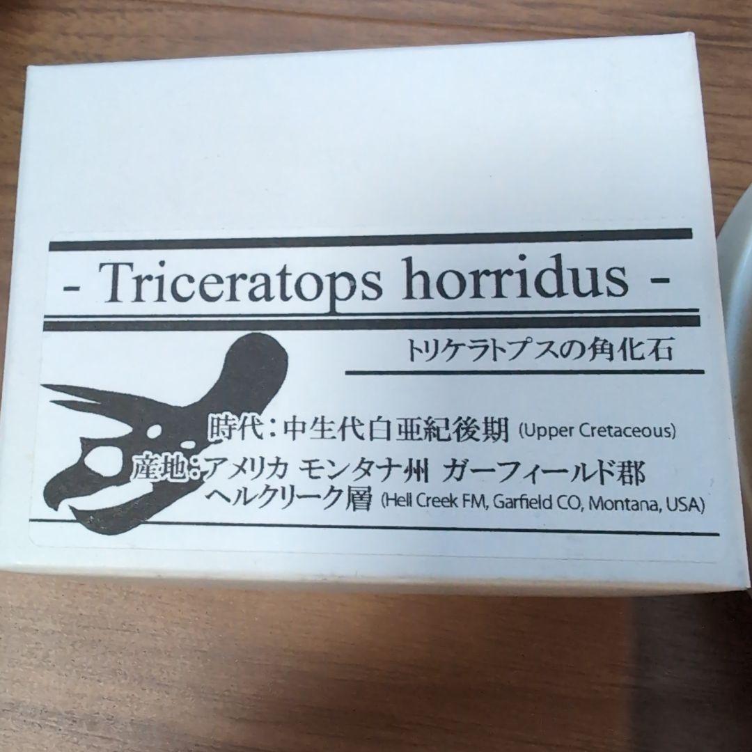 本物　トリケラトプス　角化石　71グラム　ラベル箱付き