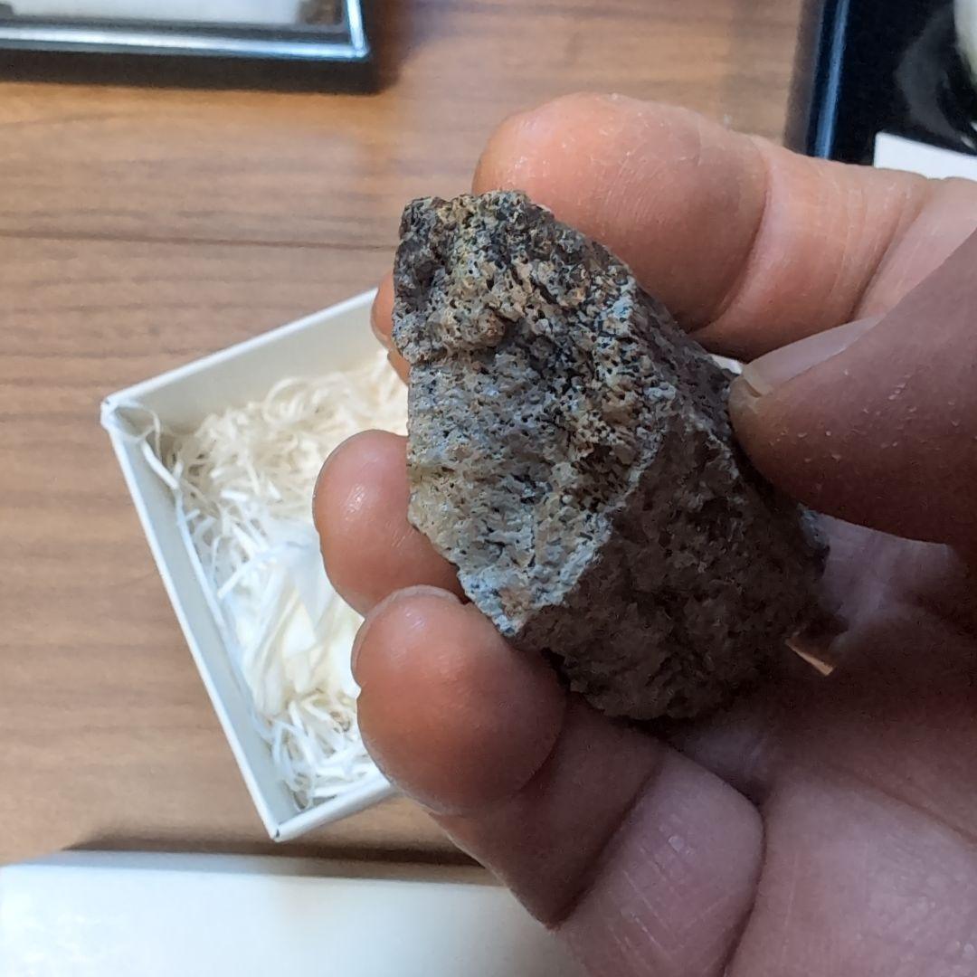 本物　トリケラトプス　角化石　71グラム　ラベル箱付き