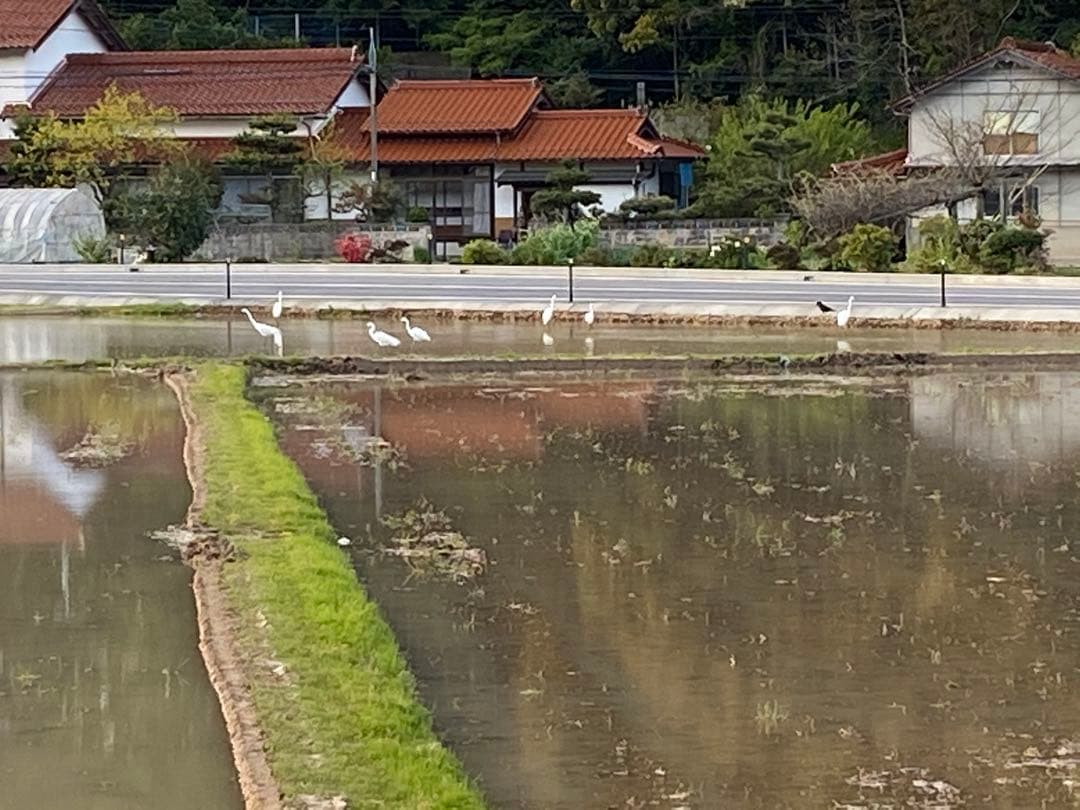 令和７年産米☆いのちの壱☆酵素散布米 ☆玄米 いのちの壱 24.5キロ 精米無料