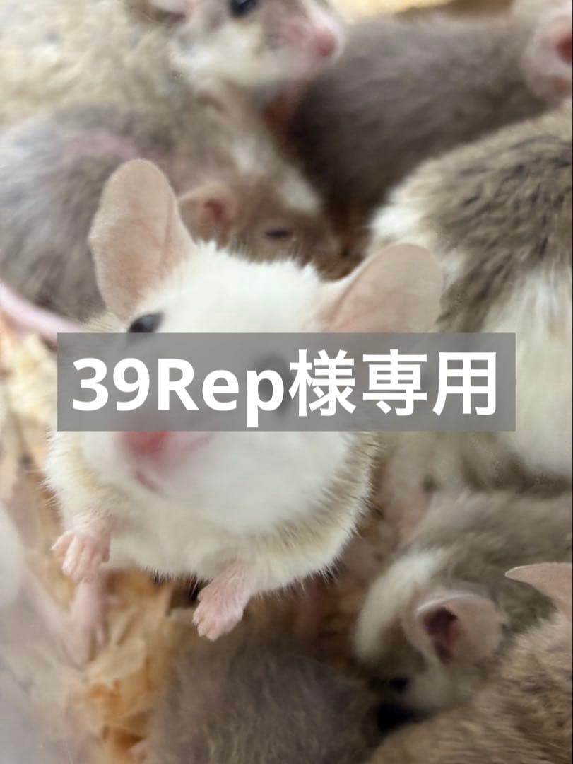 冷凍ヤワゲネズミ、冷凍ラット