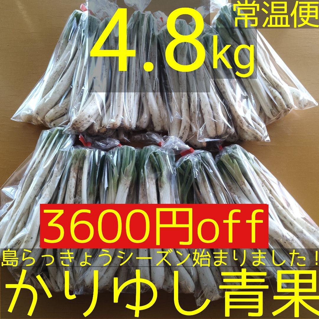 【3600円off】〈新物〉沖縄県産 島らっきょう 約4.8kg【常温便】①
