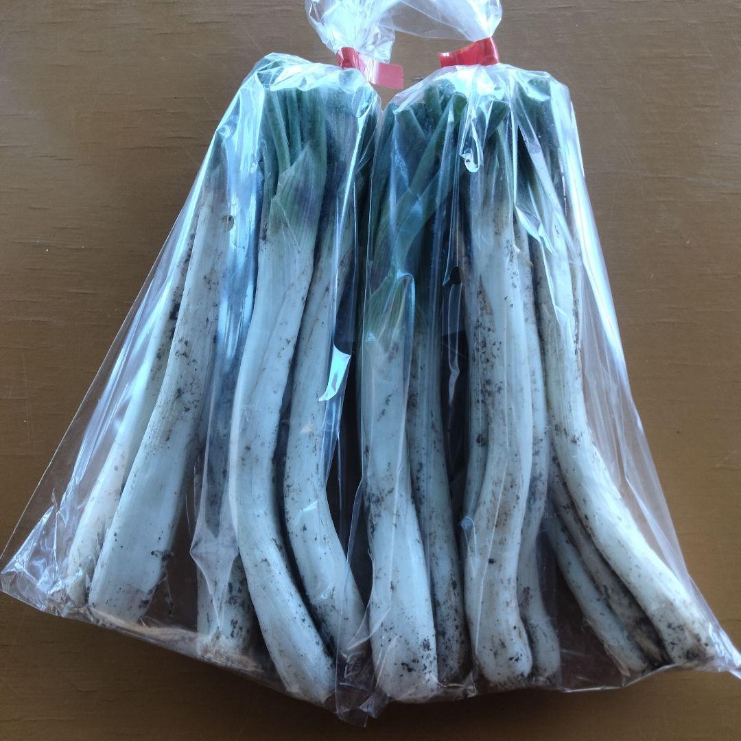 【3600円off】〈新物〉沖縄県産 島らっきょう 約4.8kg【常温便】①