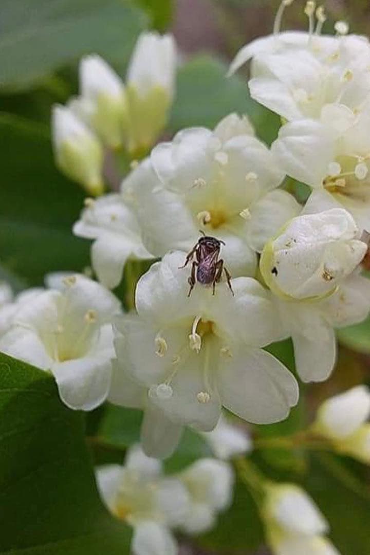 針なしミツバチの蜂蜜6本 【❤️感謝せーる】、石鹸2個、赤生姜コーヒー20個