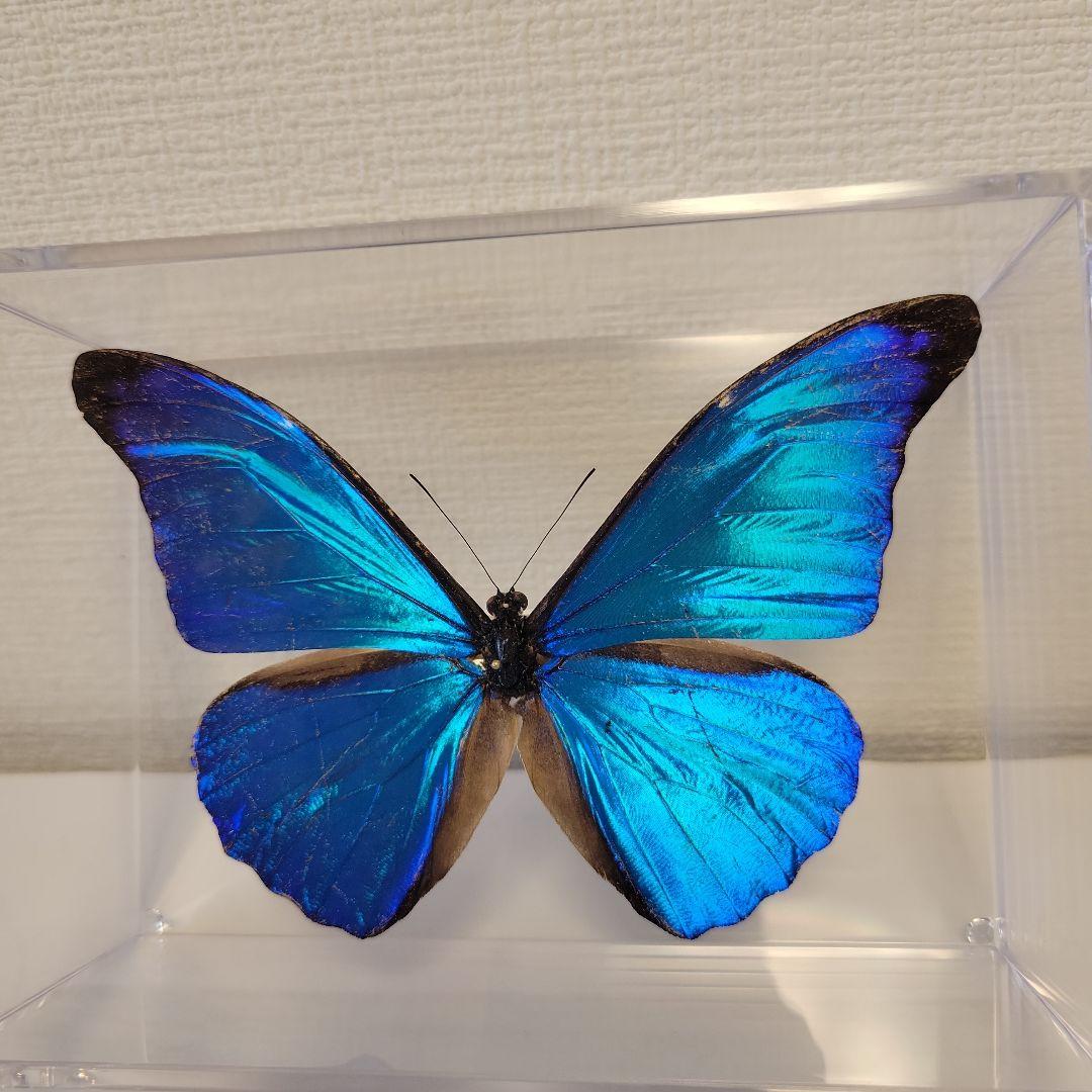蝶の標本　熱帯ジャングルを舞う宝石(珍A)