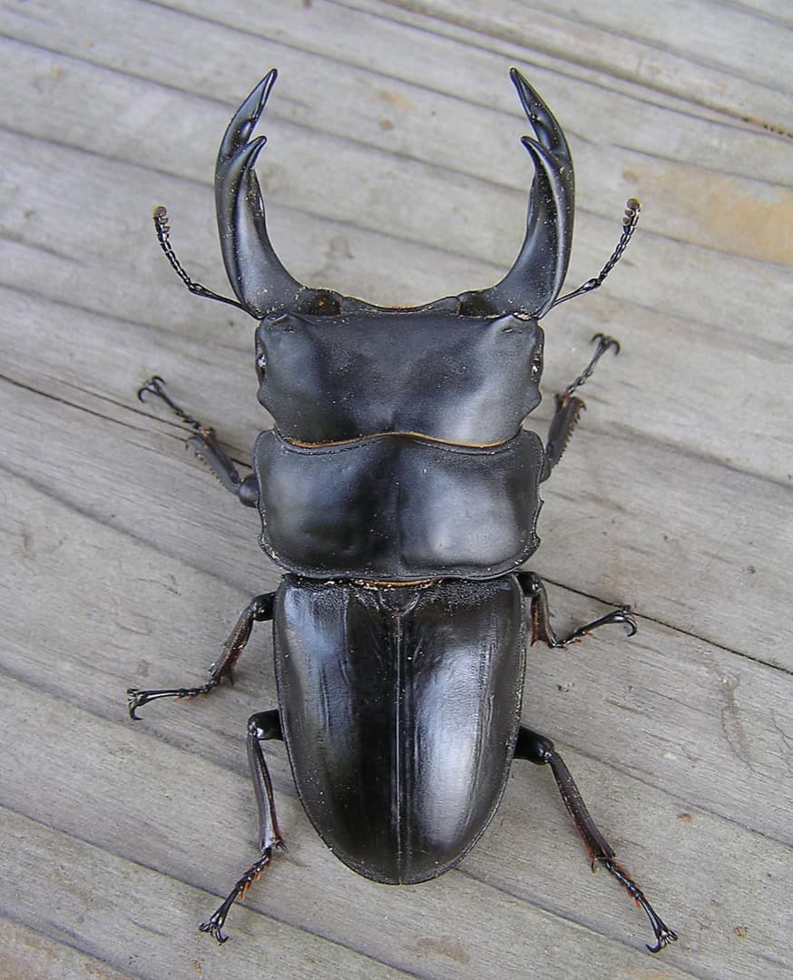 大型・美形クワガタ飼育用　BREED菌糸ビン　1500ml　20本セット／菌糸瓶