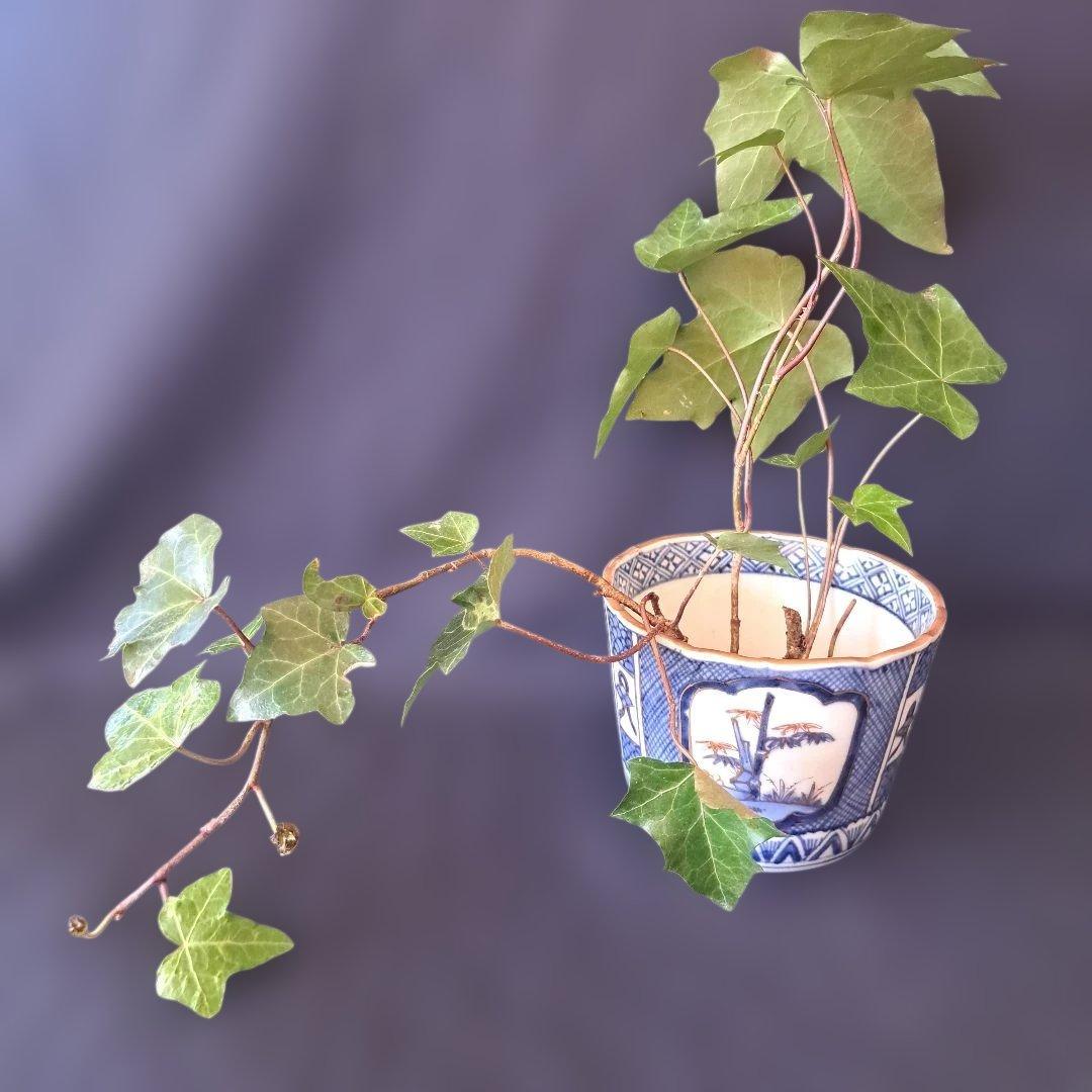 「新春に 松竹梅のそば猪口！②」 古伊万里猪口(直径10.5cm) 骨董アンティ