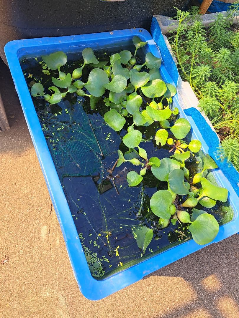 【1000本】天然 アナカリス