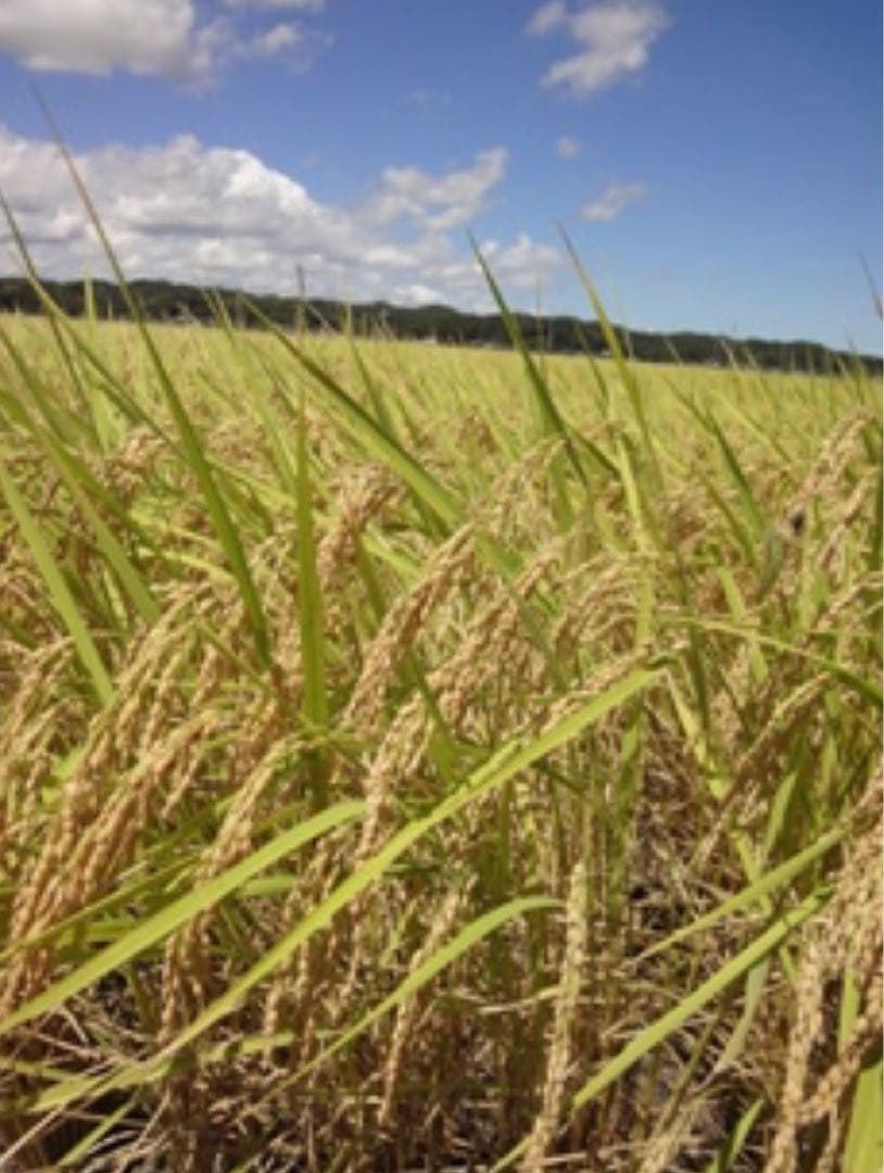 ⭐︎数量限定⭐︎新米 コシヒカリ 千葉県いすみ市産 20キロ　白米　無洗米