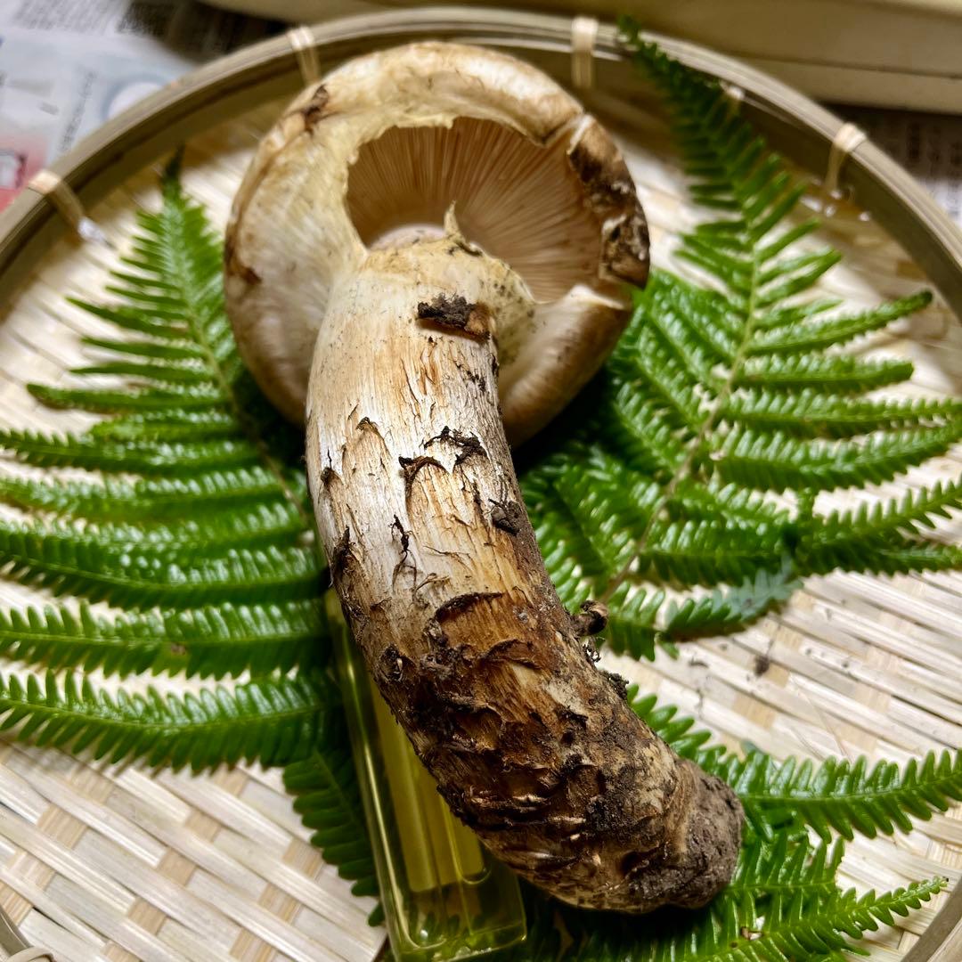 専用です！【大阪泉州産】天然松茸 採れたて良品☆1本110g国産