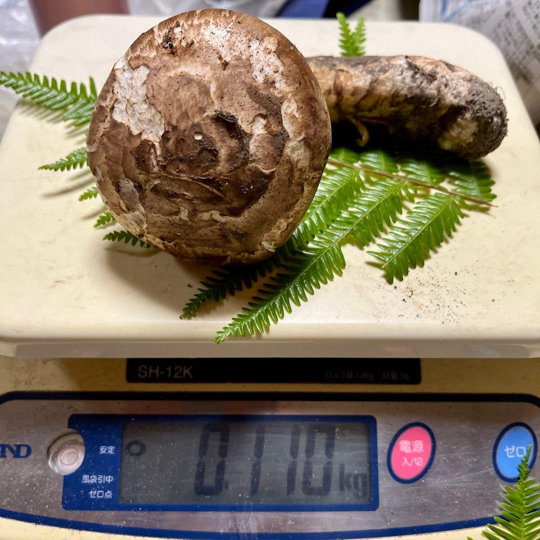 専用です！【大阪泉州産】天然松茸 採れたて良品☆1本110g国産