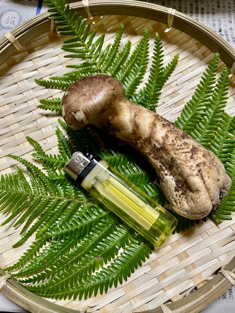 専用です！【大阪泉州産】天然松茸 採れたて良品☆1本110g国産