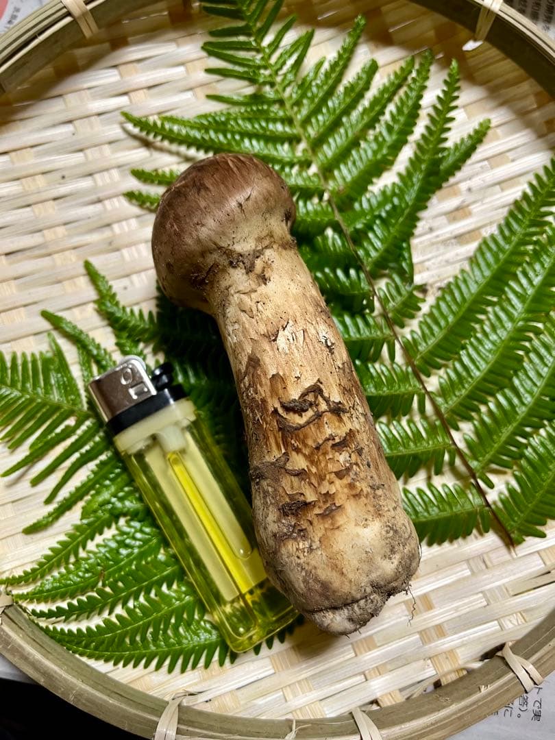 専用です！【大阪泉州産】天然松茸 採れたて良品☆1本110g国産