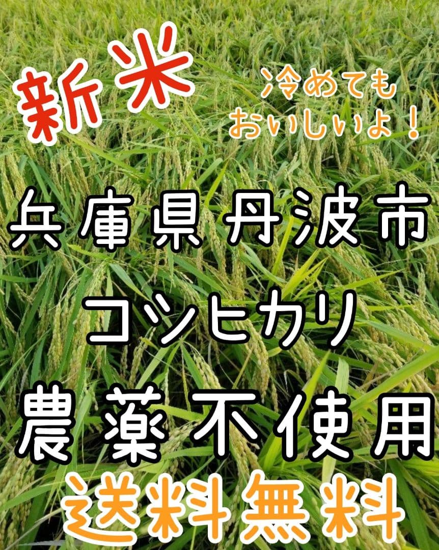 令和7年　兵庫県丹波産 農薬、除草剤不使用　新米コシヒカリ20キロ